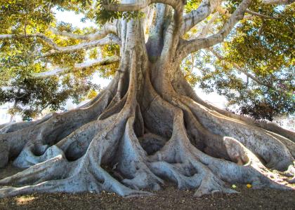 Árvore com raízes expostas